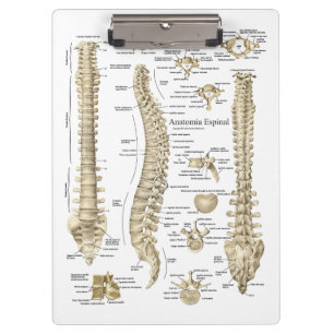 Pranchetas A anatomia espinal espanhola medica Escritório