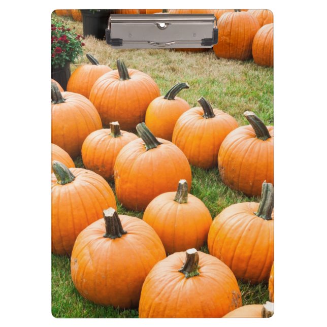 Pranchetas Abóboras para a venda no mercado de um fazendeiro (Frente)