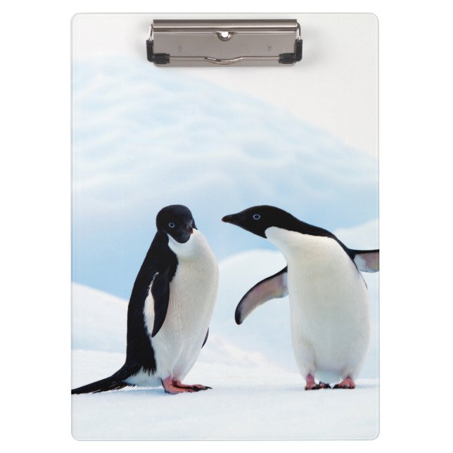 Pranchetas Adelie Penguins (Frente)