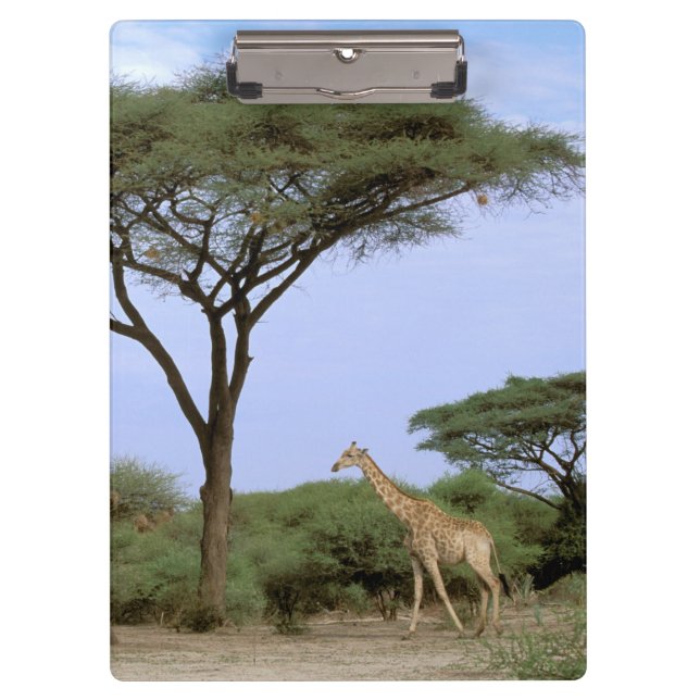 Pranchetas África, Botsuana, Delta do Okavango. Sul (Frente)