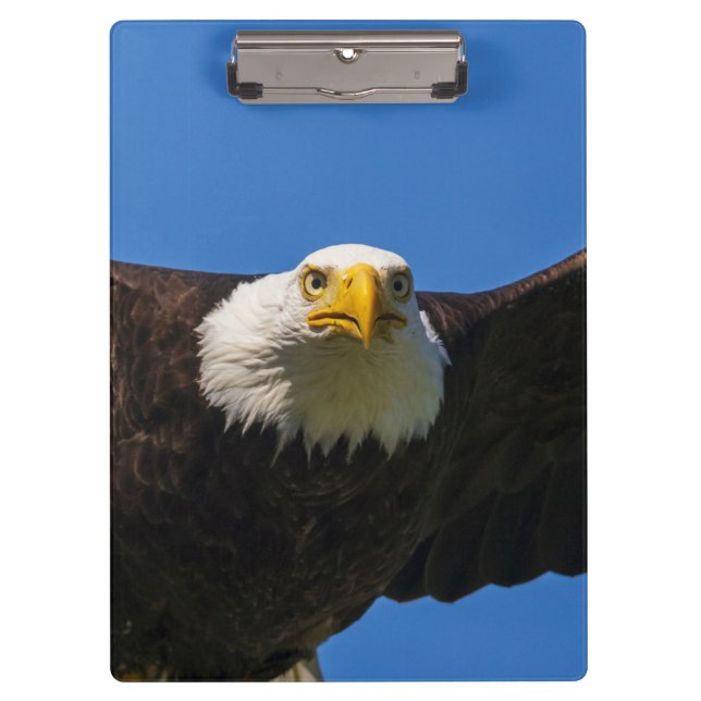 Pranchetas Águia Americana passa voando perto (Frente)