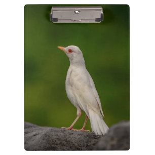 Pranchetas Albino Robin em Crown Point