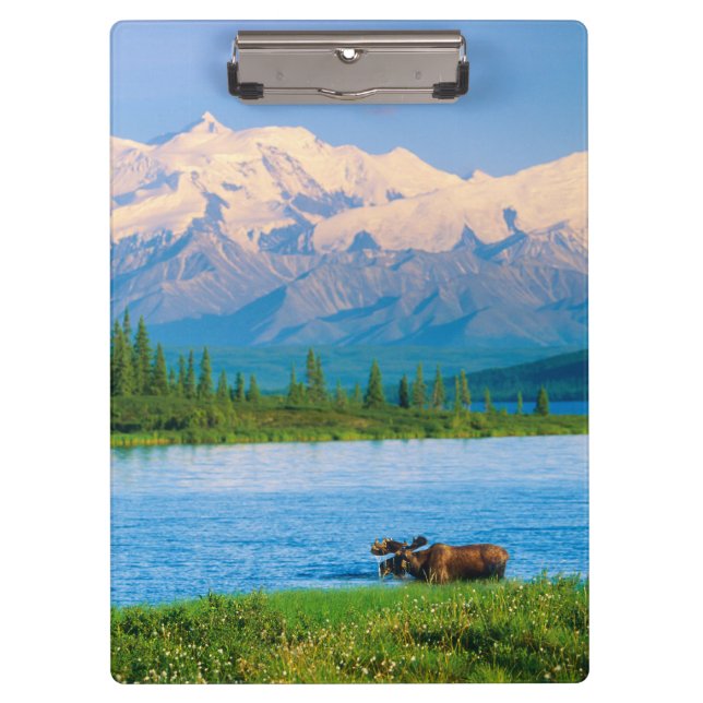 Pranchetas Alce macho no Wonder Lake (Frente)