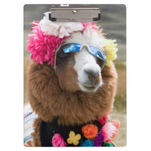 Pranchetas Alpaca, Pachacoto, Cordilheira Branca, Ancash