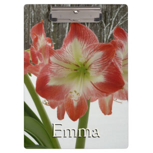 Pranchetas Amaryllis no Feriado Vermelho de Neve Floral de in