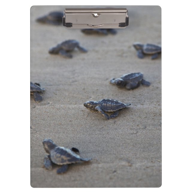 Pranchetas América Central, El Salvador, Oceano Pacífico (Frente)