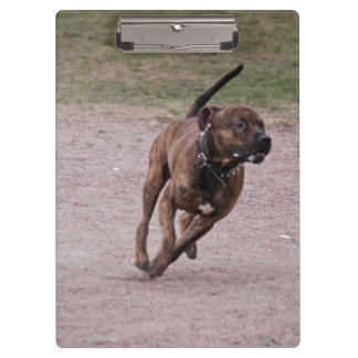 Pranchetas Amstaff em execução
