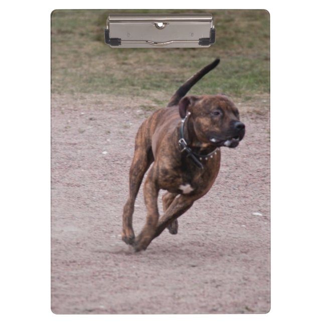 Pranchetas Amstaff em execução (Frente)