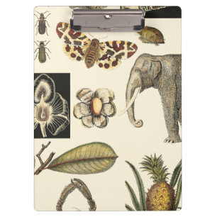 Pranchetas Animais Partilhados Pintados em Fundo de Creme