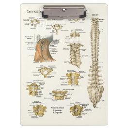 Pranchetas Área de Transferência da Anatomia Cervical Chiropr