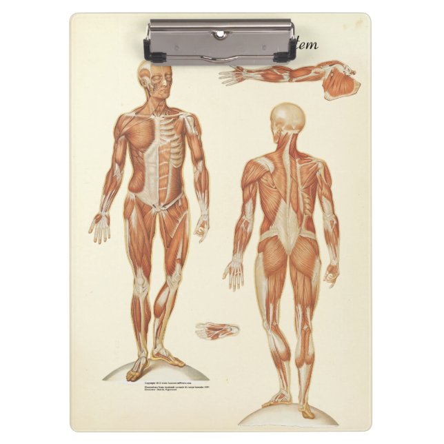 Pranchetas Área de Transferência de Anatomia Muscular do Offi (Frente)