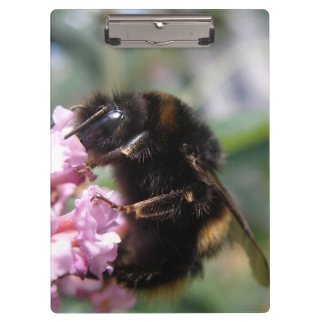 Pranchetas Área de Transferência de Bumblebee Flores Rosa e O (Frente)