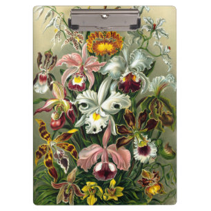 Pranchetas Área de Transferência de Ernst Haeckel Orchidaceae