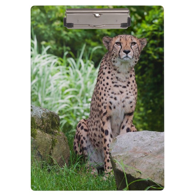 Pranchetas Área de Transferência de Foto de Guepardo (Frente)