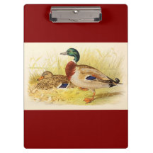 Área de Transferência de Patos de Mallard