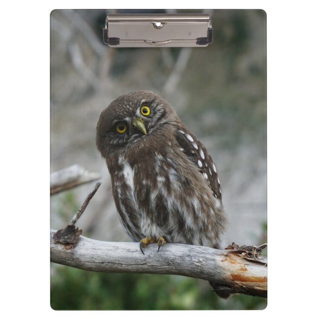 Pranchetas Área de Transferência do norte Pygmy Owl (Frente)