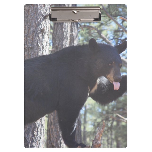 Pranchetas Área de Transferência do Urso Preto (Frente)