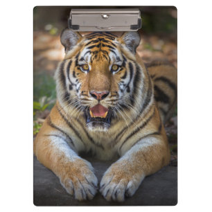 Pranchetas Área de transferência Tiger