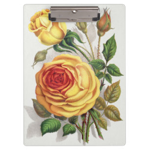 Pranchetas Arte Botânica Vintage Rosa do Pôr do Sol Amarela e