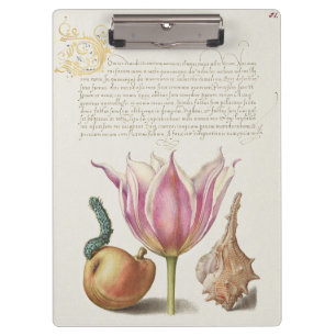 Pranchetas Arte de Caligrafia Renascença Tulipa Rosa e Pêra