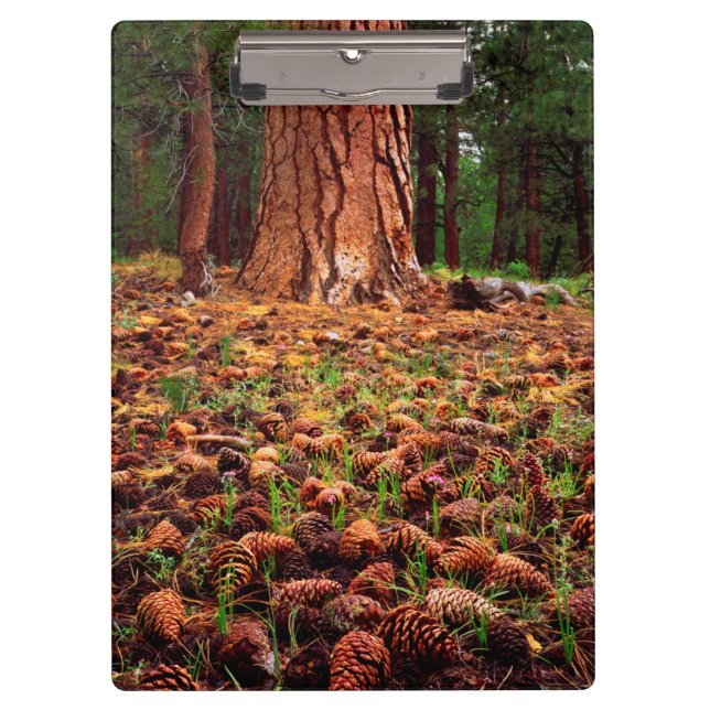 Pranchetas Árvore Ponderosa de crescimento antigo com cones d (Frente)