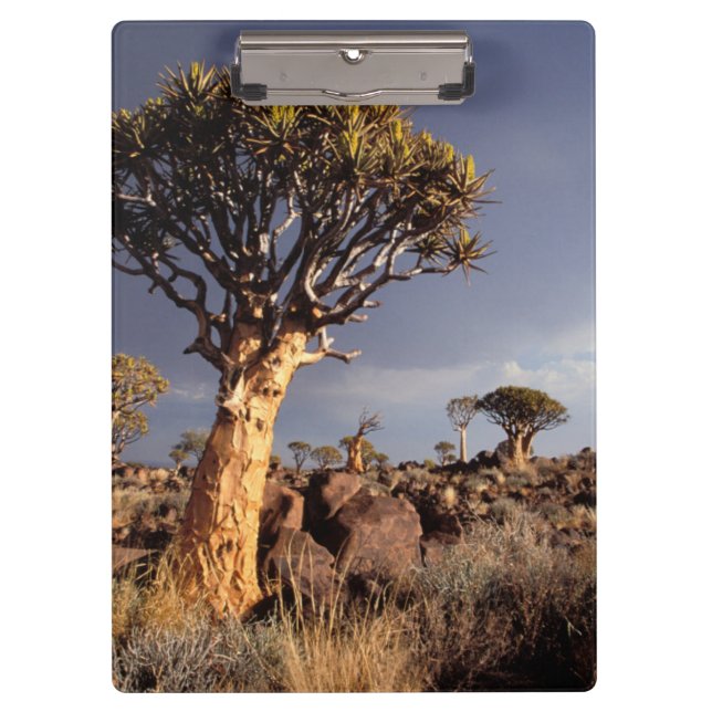 Pranchetas Árvores de Aljava (Aloe Dichotoma) (Frente)