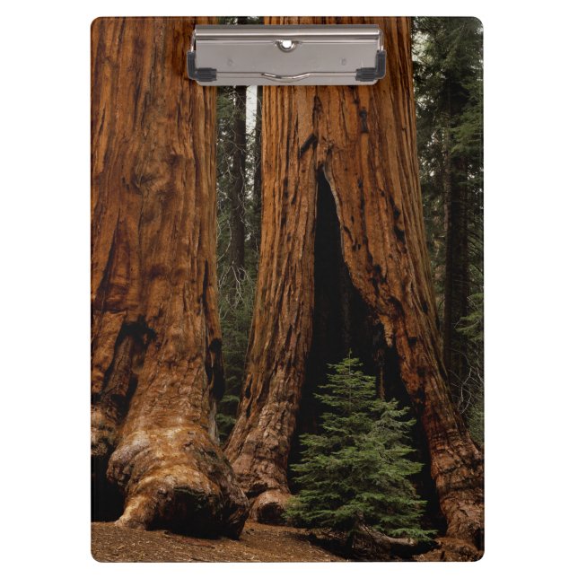 Pranchetas Árvores Redwood, Parque Nacional Sequoia. (Frente)