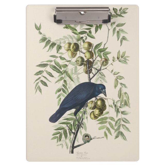 Pranchetas Audubon Black Crow American Bird Illustration (Frente)