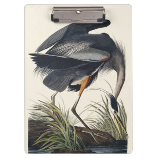 Pranchetas Audubon Great Blue Heron Wetland Majesty