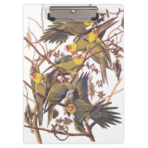 Pranchetas Audubon's Carolina Parakeet