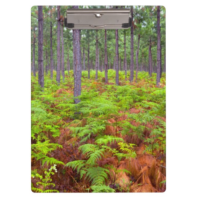 Pranchetas Aumento do Paraqueíte (Pteridium Aquilinum) (Frente)