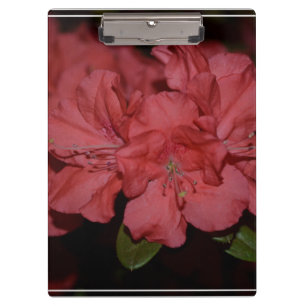 Pranchetas Azáleas cor-de-rosa bonito