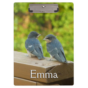 Pranchetas Baby Barn Swallow Nature Bird Fotografia