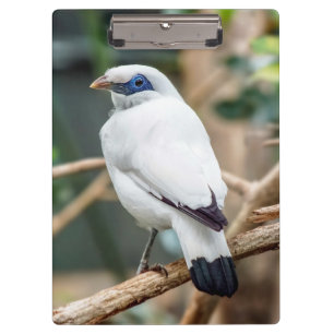 Pranchetas Bali Myna Bird Clipboard