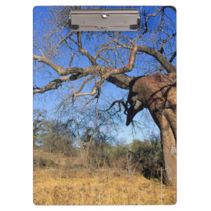 Pranchetas Baobá (Adansonia Digitata), Parque Nacional Kruger