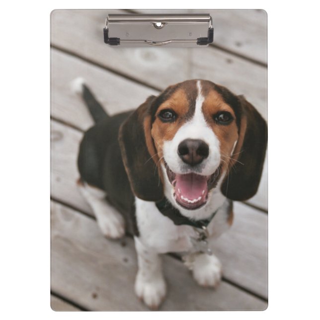 Pranchetas Beagle_puppy sentado (Frente)