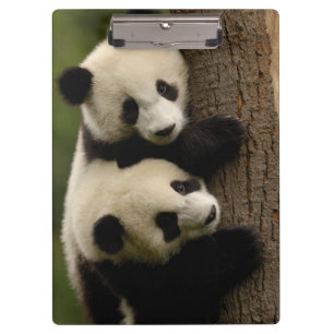 Pranchetas Bebês de panda gigante (Ailuropoda melanoleuca) 2