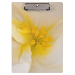 Pranchetas Begonia Branca