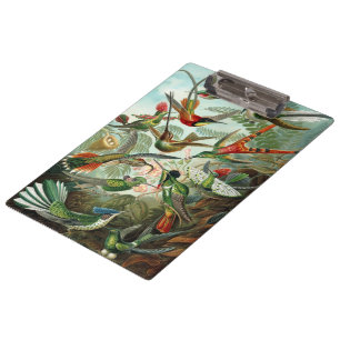 Pranchetas Beija-flores por Ernst Haeckel, Árvores de Pássaro