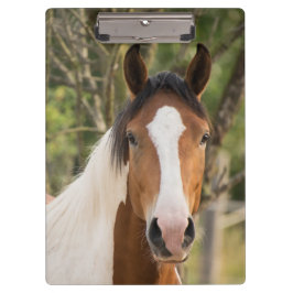 Pranchetas Belo Cavalo de Pintura