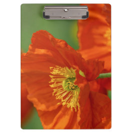 Pranchetas Belo papa vermelho