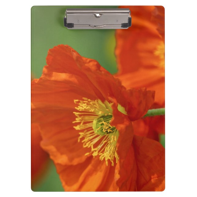 Pranchetas Belo papa vermelho (Frente)