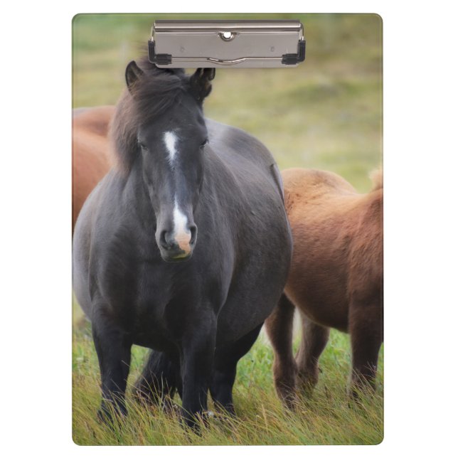 Pranchetas Belos Cavalos (Frente)