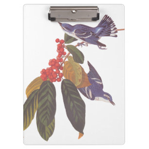 Pranchetas Berries Ceruleanos da Audubon com Bear Berries