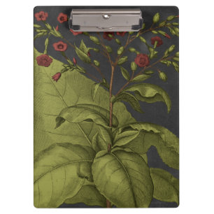 Pranchetas Besler Dramatique I