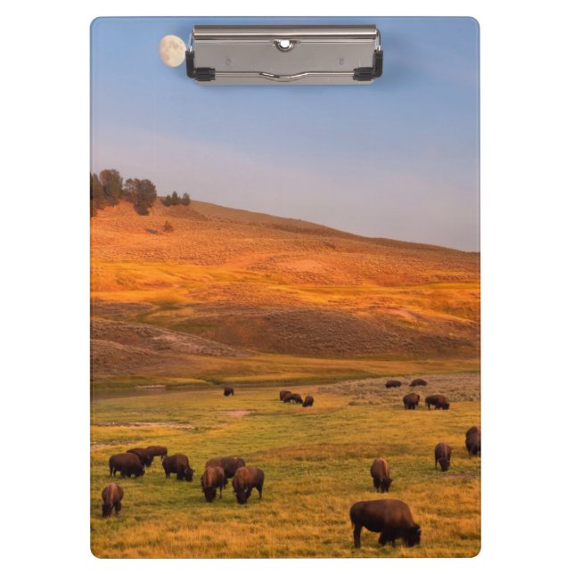 Pranchetas Bisonte que pasta no monte no vale de Hayden (Frente)