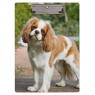 Pranchetas Blenheim Cavalier King Charles Spaniel Dog