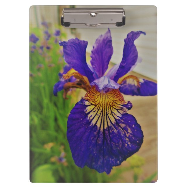 Pranchetas Blue Flag Iris Fleur de Lys French Canada Quebec (Frente)