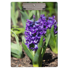 Pranchetas Blue Geocinth em primavera