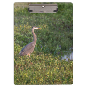 Pranchetas Blue Heron